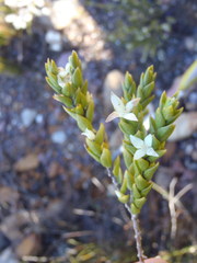 Lachnaea ruscifolia