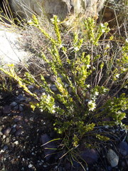 Lachnaea ruscifolia