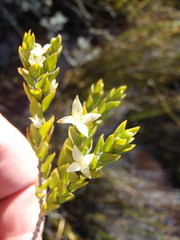 Lachnaea ruscifolia
