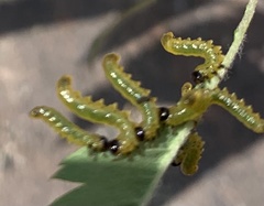 Pristiphora geniculata