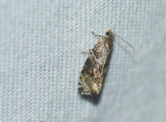 Olethreutes appendiceum