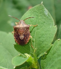 Dendrocoris humeralis