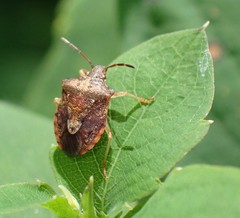 Dendrocoris humeralis