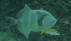 Pseudobalistes naufragium