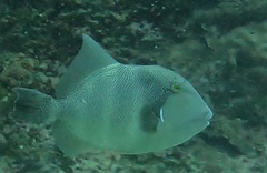 Pseudobalistes naufragium