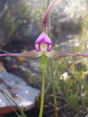 Disperis capensis capensis