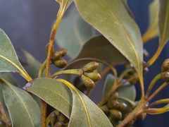 Eucalyptus kitsoniana