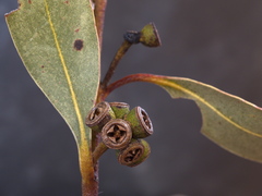 Eucalyptus kitsoniana