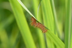 Lepidoptera