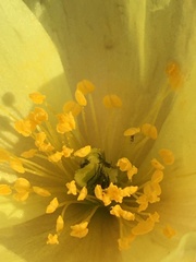 Papaver macounii discolor