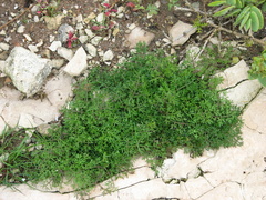 Chamarea capensis