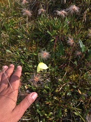 Papaver macounii discolor
