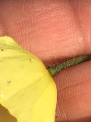 Papaver macounii discolor