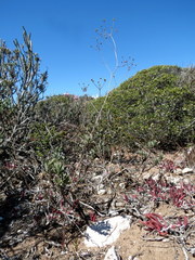 Chamarea capensis