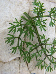 Chamarea capensis