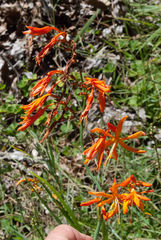 Crocosmia aurea aurea