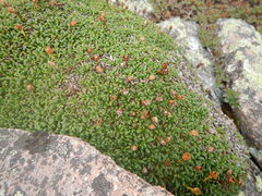 Diapensia lapponica
