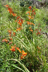 Crocosmia aurea aurea