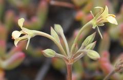 Pelargonium luteolum