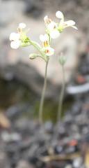 Pelargonium luteolum