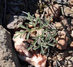 Pelargonium luteolum