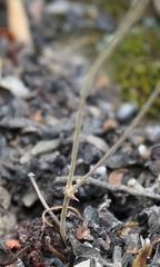 Pelargonium luteolum