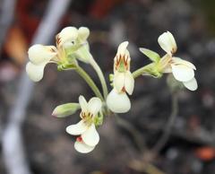 Pelargonium luteolum