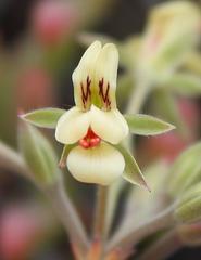 Pelargonium luteolum