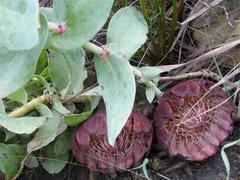 Protea amplexicaulis
