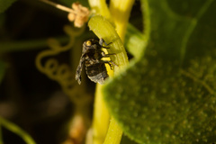 Dictyobia semivitrea