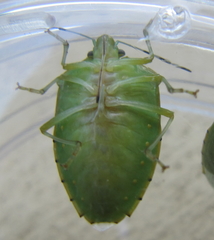 Chinavia pallidoconspersa