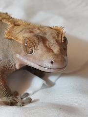 Correlophus ciliatus