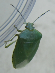 Chinavia pallidoconspersa