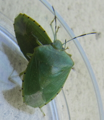 Chinavia pallidoconspersa