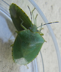 Chinavia pallidoconspersa