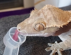 Correlophus ciliatus