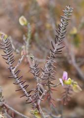 Polygala teretifolia