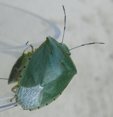 Chinavia pallidoconspersa