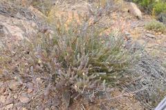 Polygala teretifolia