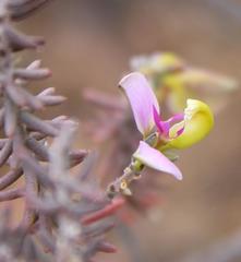 Polygala teretifolia
