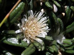 Oldenburgia paradoxa