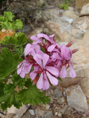 Pelargonium zonale