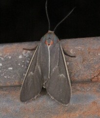 Pygarctia