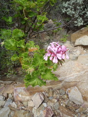 Pelargonium zonale