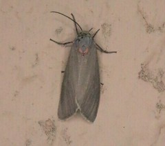 Pygarctia