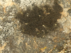 Pseudephebe pubescens