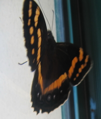 Aeropetes tulbaghia