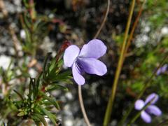 Viola decumbens scrotiformis