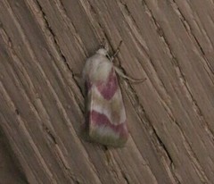 Schinia regina