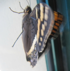 Aeropetes tulbaghia